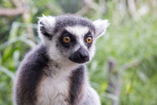 Zoo Melbourne